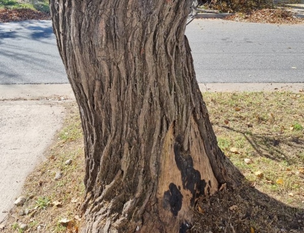 Un viejo árbol de 32 y 118 atemoriza a los vecinos ante una futura tormenta