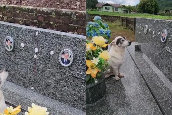 Un perro visita todos los días la tumba de su dueño que falleció en 2020 y su historia conmovió a millones de usuarios
