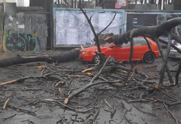 Un árbol se cayó y destruyó un auto en 11 y 43