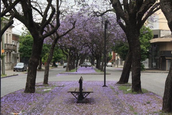 Ella era platense, él, francés, se enamoraron y vivieron una trágica y apasionada historia: "se casaron sin haberse besado"