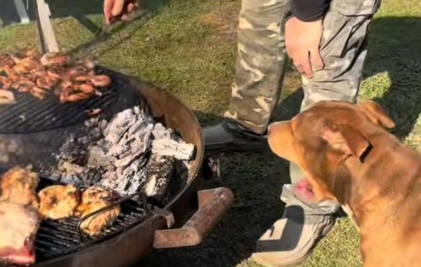 "Sólo deja que papá toque el asado": la curiosa reacción de un perro cuando se quieren acercar a la comida