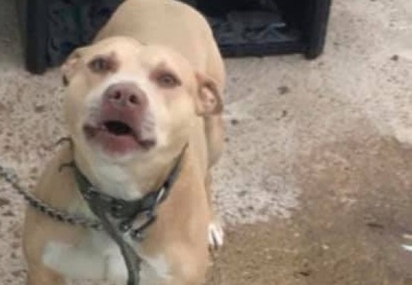 Tenía casa, pero la dueña se mudó y lo dejó abandonado: ahora busca familia