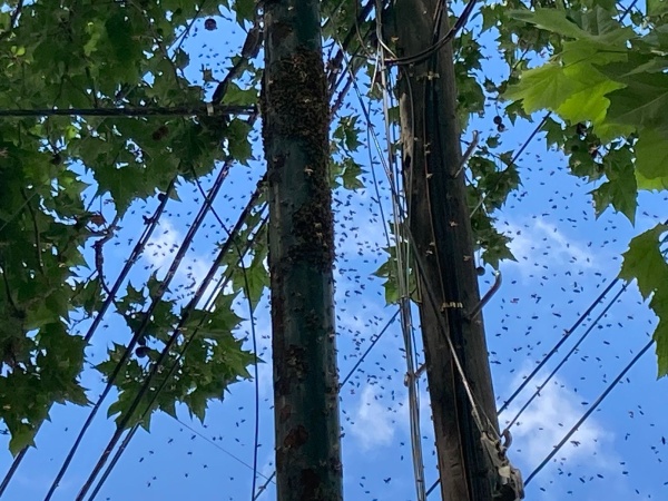 Una gran invasi&oacute;n de abejas preocupa a los vecinos de La Plata