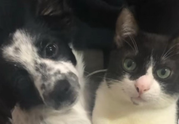 Utilizó a su perro y gato para hacer la interpretación de "Vaca y Pollito" y enloqueció de amor a todos los usuarios