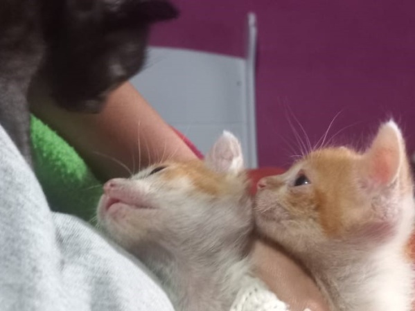 Una estudiante de la UNLP rescata cachorros huérfanos mientras enfrenta dificultades económicas
