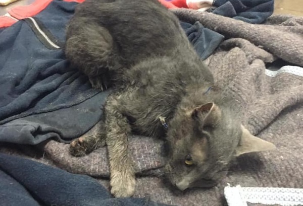 Tenía familia, pero lo agarró un perro en la calle en Berisso, decidieron abandonarlo y ahora necesita ayuda urgente