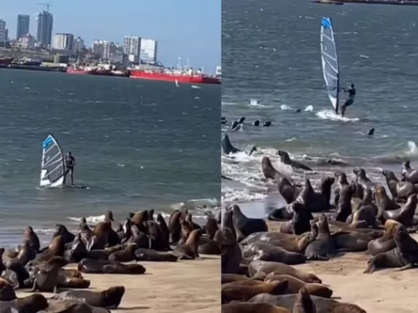 Practicaba Windsurf en Mar del Plata y lo persiguieron los lobos marinos