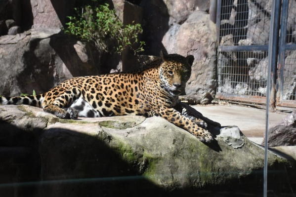 Las mejores imágenes de la reapertura del Bioparque de La Plata: participaron alumnos de escuelas primarias