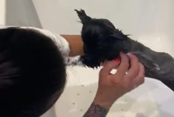 El peculiar accionar de un perrito para sentirse "seguro" a la hora del baño: "Tatuaje realista"