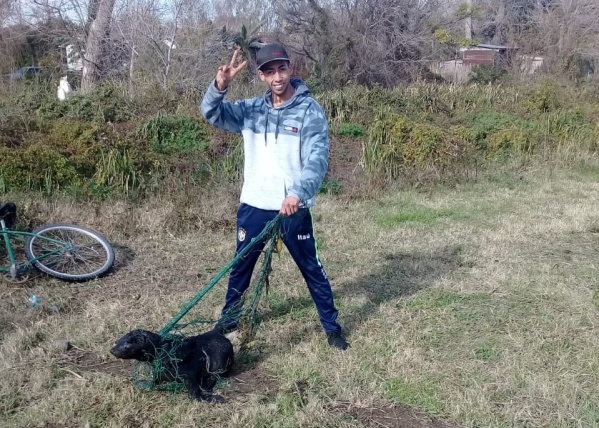 Apareci&oacute; un lobo marino en un camping de Punta Lara y los trabajadores lo rescataron