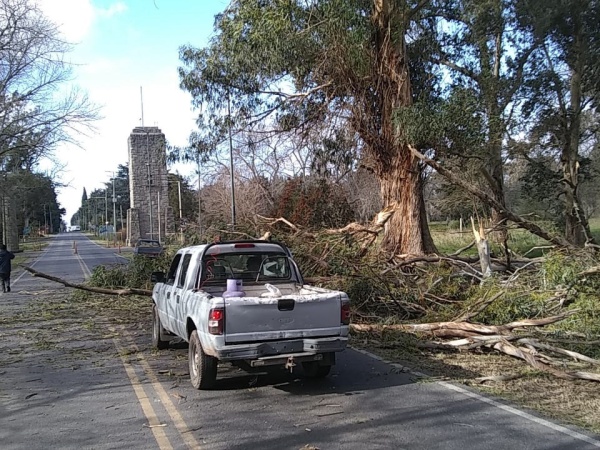 El fuerte viento tiró un árbol de gran porte en la entrada a La Plata