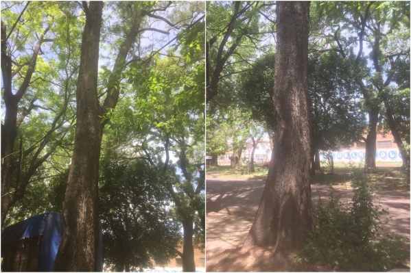 Vecinos de barrio Hip&oacute;dromo piden que corten un &aacute;rbol podrido a punto de caer: "Venimos reclamando hace un a&ntilde;o"