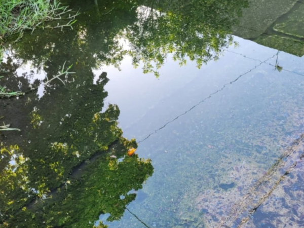 Vecinos piden el arreglo de un desborde cloacal en la calle 28 y 53