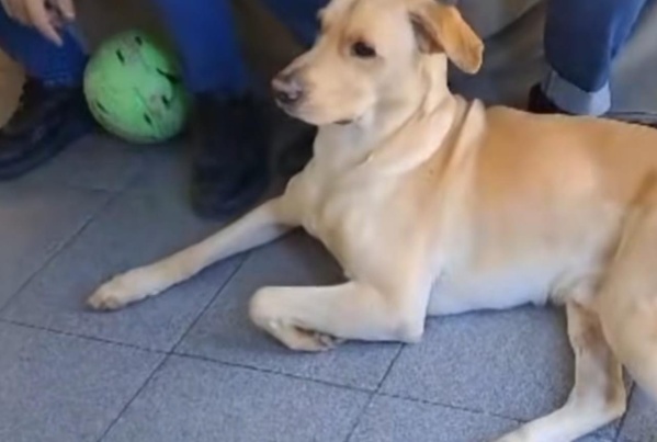 Su perro se hizo fanático de la banda Marama y filmó su curiosa reacción para comprobarlo