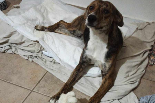 Rescató a una perra atropellada en La Plata, se hizo cargo de ella pero necesita un costoso objeto para volver a caminar