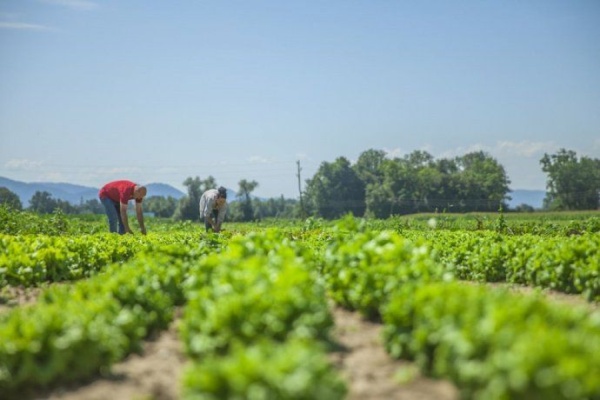 Analizan crear una Empresa Nacional de Alimentos para bajar la inflación