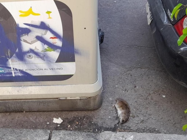 En pleno centro de La Plata, los vecinos se quejan de la acumulación de basura y ratas