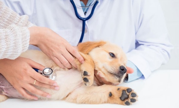 Reprogramaron una jornada de vacunación veterinaria en San Carlos