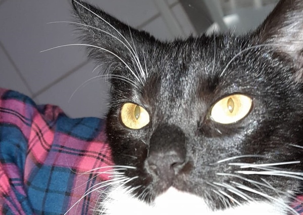 Su gata estaba preñada, salió por el barrio y la operaron sin consultarle: "La gente está del or..."