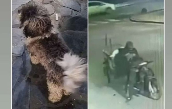 Se robaron un perro en La Plata y quedaron filmados por las cámaras de seguridad