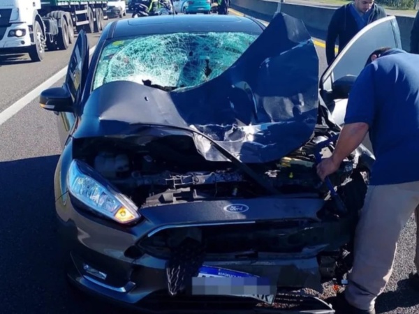 Impactante choque en la Autopista La Plata–Buenos Aires: un auto atropelló y mató a un caballo