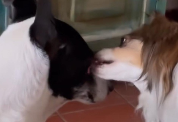 Una de sus mascotas sufre ataques de pánico y filmó lo que hace su otra perra para calmarla