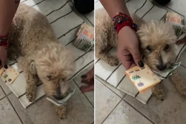 Un perro se robó dólares, su dueña le ofreció cambiarlos por pesos y su reacción generó millones de risas