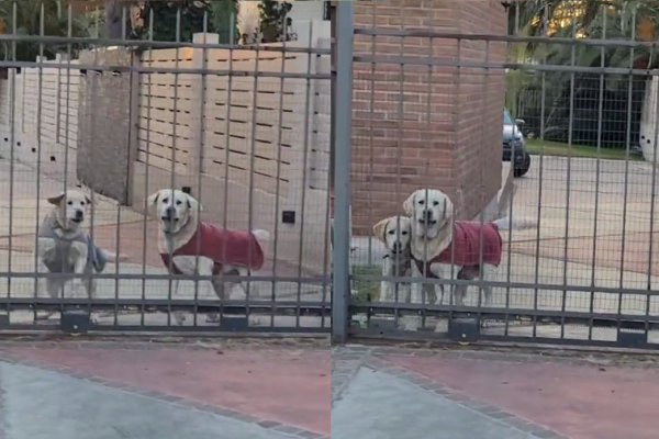 “En modo barra”: filmaron a dos perros mientras se enloquecían con una canción de cancha
