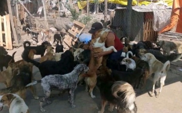 Una mujer murió en Berisso y casi veinte perros quedaron a la deriva