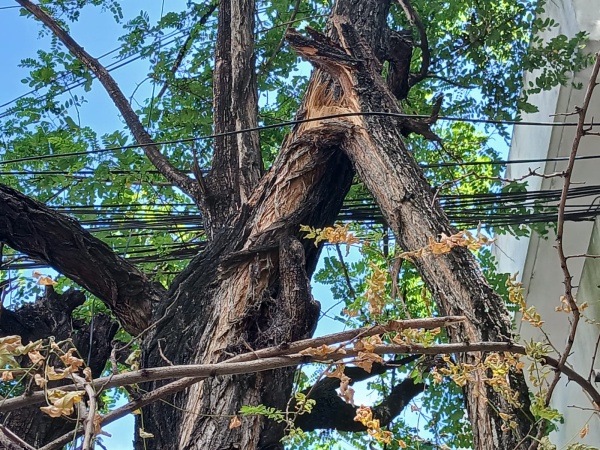 En 45 entre 1 y 2 vecinos advierten sobre el peligro de un árbol a punto de caer