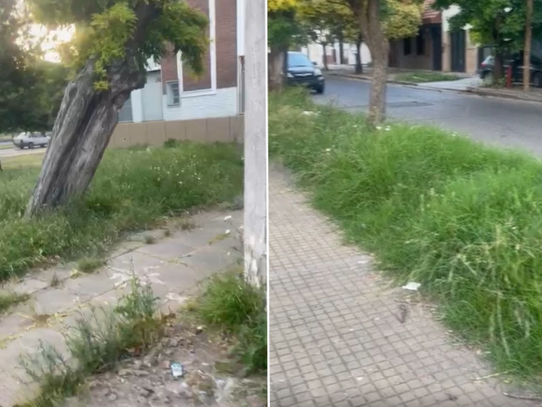 En plena invasión de mosquitos, vecinos de La Plata denuncian pastos sin cortar en zona de Parque Saavedra