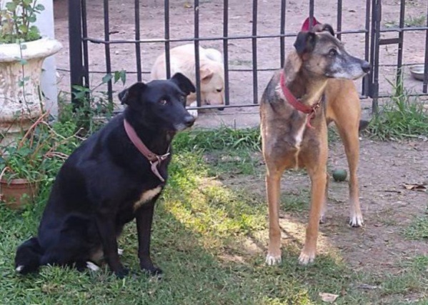 "Su mam&aacute; humana falleci&oacute; y est&aacute;n esperando": La triste historia de Sim&oacute;n y Bruma, y la b&uacute;squeda de un nuevo hogar en La Plata