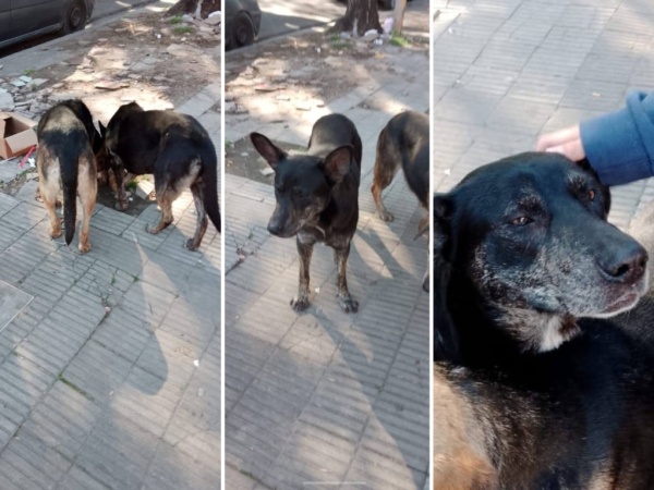 Emocionante: Una platense encontró a su perro después de 3 años porque publicaron su foto en un grupo de mascotas perdidas