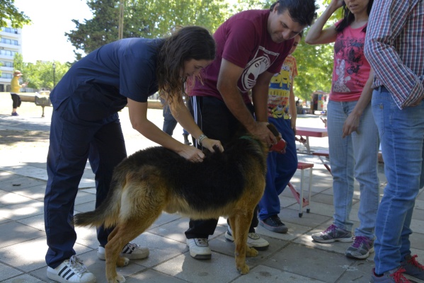 Una localidad de La Plata tendrá una jornada de vacunación gratuita para perros y gatos