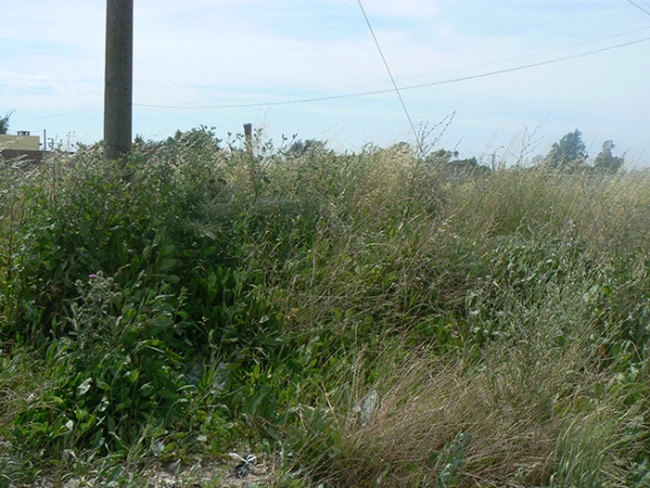 Vecinos de Barrio Jardín reclaman por el escaso mantenimiento: “Esto es una boca de lobo y los pastos están muy altos”