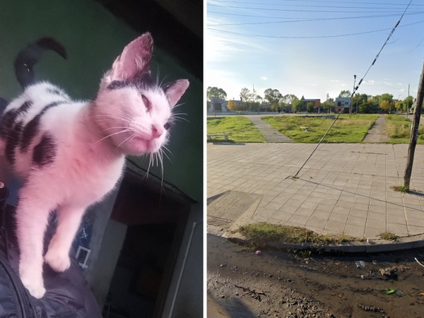 “Hasta ahora no sabemos nada de Vaquita”: parece de meses, está en tratamiento y lo buscan desesperadamente hace 15 días