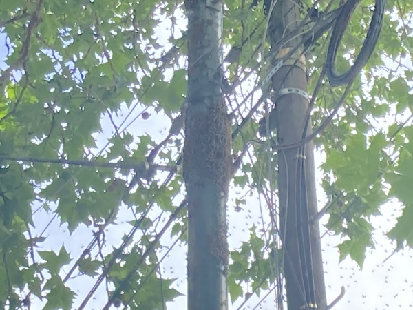 Un enjambre de abejas asusta a los vecinos de La Plata: "Esto ya pas&oacute; y puede terminar muy mal"