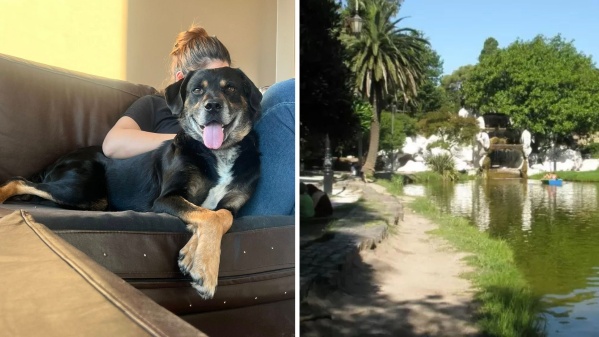 Vivió años en la calle, lo conocen como el perro del Bosque y hoy busca hogar: “Panchito merece una segunda oportunidad"