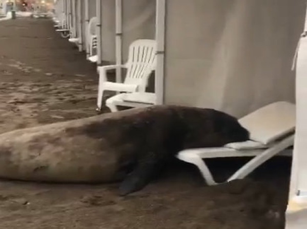 El vídeo viral del lobo marino que descansó en las carpas de Playa Grande en Mar del Plata