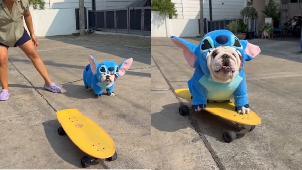 Un bulldog inglés disfrazado de Stitch llamó la atención de millones de usuarios en las redes
