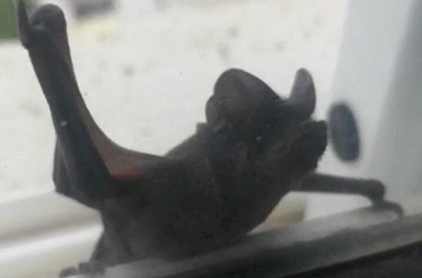 Invasión de murciélagos preocupa a vecinos platenses: “Están en todos los edificios”