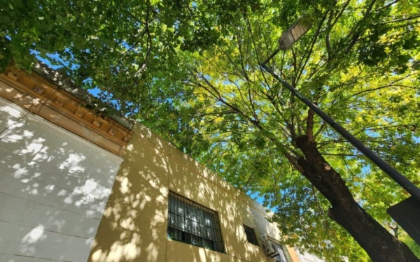 Reclaman por la poda de árboles desde hace un año en 3 y 41: "Las hojas me pudrieron las canaletas"