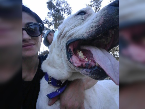 Una platense está desempleada, deja todo por rescatar perros maltratados y necesita ayuda para seguir: "No doy abasto"