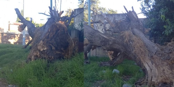 Un árbol se cayó sobre el tendido eléctrico en Los Hornos y hace una semana que nadie lo saca