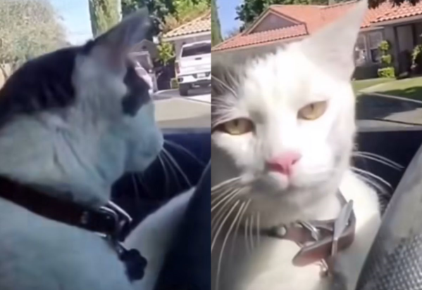 “Peludo y furioso”: un gato se hizo viral por su curioso y divertido modo de manejar un auto