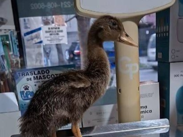 Detuvieron a una banda que traficaba animales silvestres en La Plata