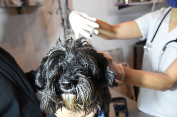 Esta semana los m&oacute;viles de atenci&oacute;n veterinaria estar&aacute;n distintos puntos de Olmos