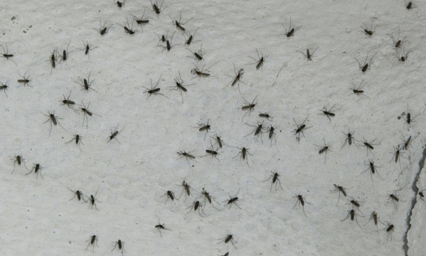 Volvió la invasión de mosquitos a La Plata: por qué ocurrió