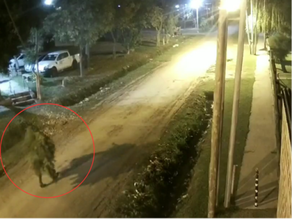 Mató a su vecino para robarle una planta de marihuana, quedó grabado y lo detuvieron en Berisso