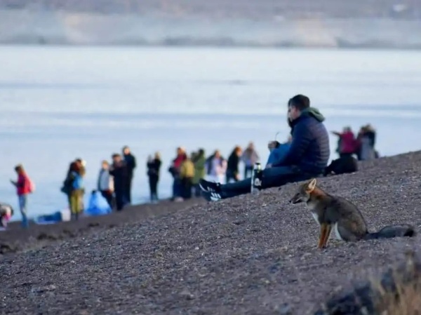 Cachorros de zorros se sumaron a los turistas para ver a las ballenas y generaron ternura en las redes